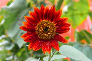 Velvet Queen sunflower-0957.jpg Velvet Queen sunflower-0957.jpg